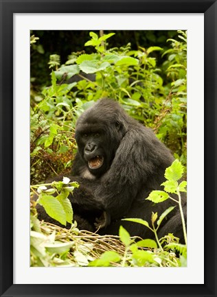 Framed Rwanda, Volcanoes NP, Mountain Gorilla Sitting Print