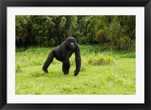 Framed Rwanda, Volcanoes NP, Mountain Gorilla Running Print