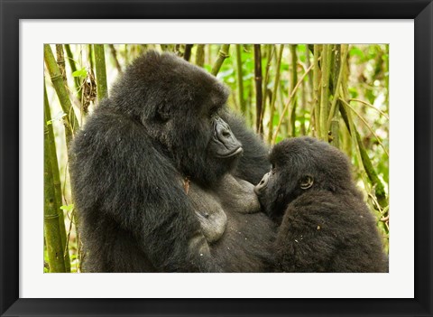 Framed Rwanda, VP, Baby Mountain Gorilla Breast Feeding Print