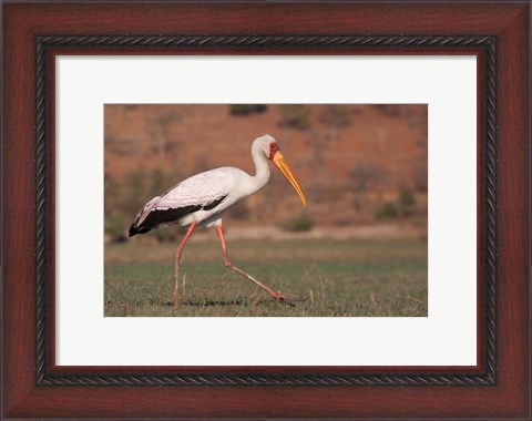 Framed Saddle-billed Stork, Chobe National Park, Botswana Print