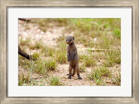 Framed Serengeti, Tanzania, Banded mongoose baby Print
