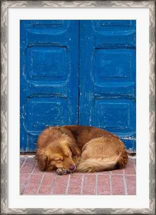 Framed Sleeping Dog, Essaouira, Morocco Print