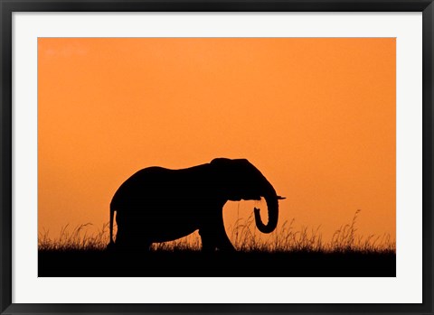 Framed Silhouette of Elephant at sunset, Masai Mara National Reserve, Kenya Print