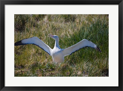 Framed Snowy Wandering Abatross bird, South Georgia, Antarctica Print