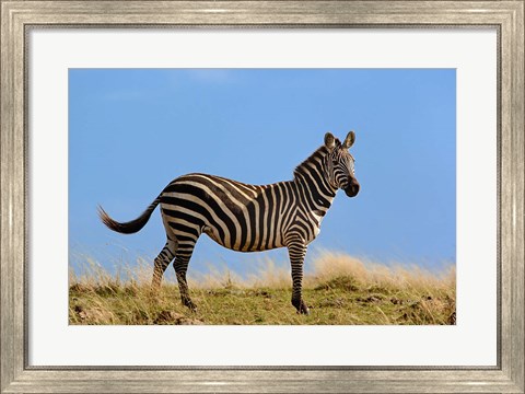 Framed Single Burchell&#39;s Zebra, Masai Mara Game Reserve, Kenya Print