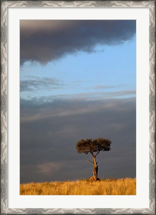 Framed Single Umbrella Thorn Acacia Tree at sunset, Masai Mara Game Reserve, Kenya Print