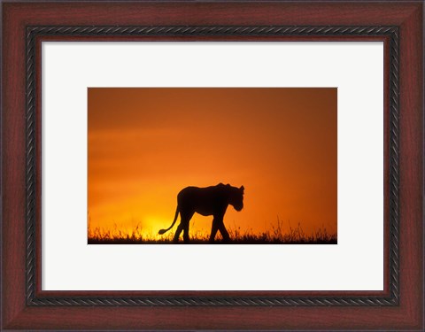 Framed Silhouette of Lion, Masai Mara Game Reserve, Kenya Print
