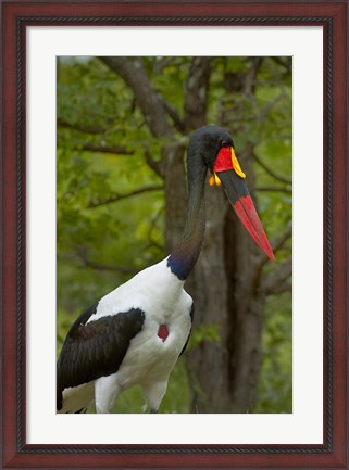 Framed Saddle-billed Stork, Kruger NP, South Africa Print