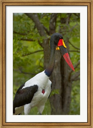Framed Saddle-billed Stork, Kruger NP, South Africa Print
