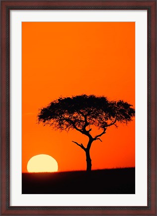 Framed Single Acacia tree at sunrise, Masai Mara, Kenya Print