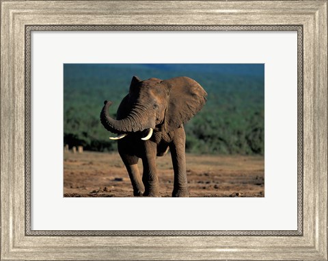 Framed South Africa, Addo Elephant NP, Angry Bull Elephant Print
