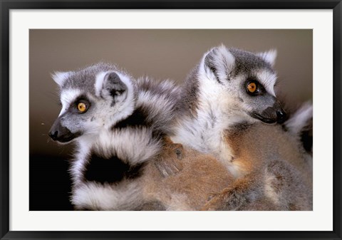 Framed Ring-tailed Lemurs, Berenty Private Reserve, Madagascar Print