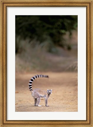 Framed Ring-tailed Lemur, Berenty Reserve, Madagascar Print