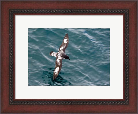 Framed Sea Bird of Cape Petrel, Antarctica Print