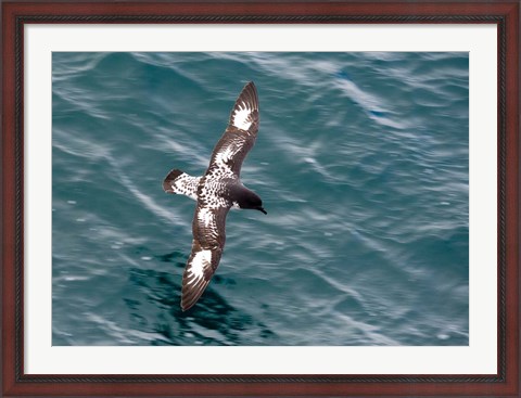 Framed Sea Bird of Cape Petrel, Antarctica Print