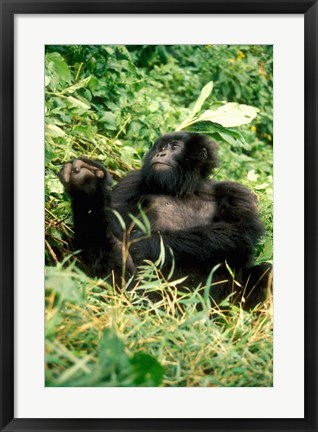 Framed Rwanda, Six year old mountain Gorilla, March Print