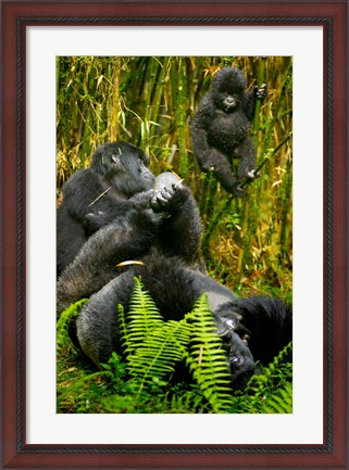 Framed Rwanda, Silverback, Mountain Gorillas Print