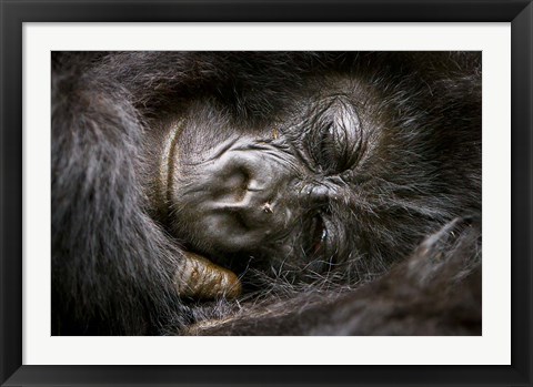 Framed Rwanda, Volcanoes NP, Mountain Gorilla Sleeping Print