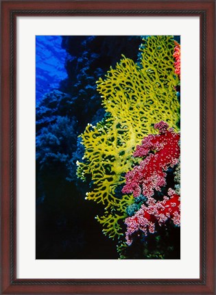 Framed Corals at Abu Basala, Red Sea, Egypt Print