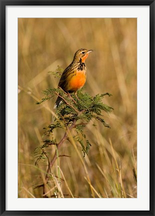 Framed Rosy-breasted Longclaw bird, Maasai Mara Kenya Print