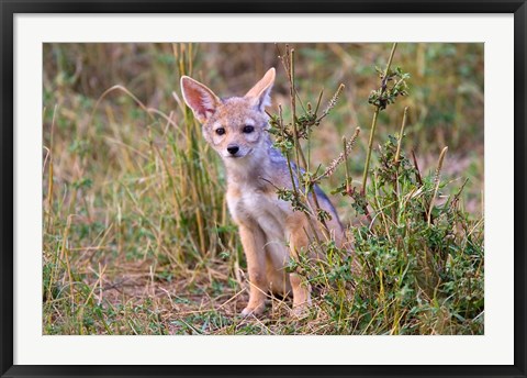 Framed Silver-backed Jackal wildlife, Maasai Mara, Kenya Print