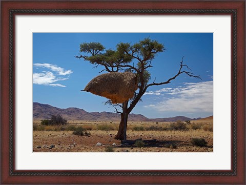Framed Sociable weavers nest, Namib Desert, Southern Namibia Print