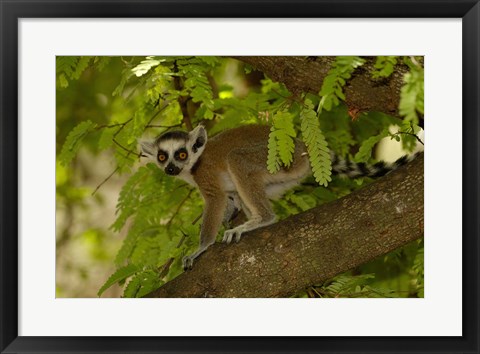 Framed Ring-tailed lemur, Beza mahafaly reserve, MADAGASCAR Print