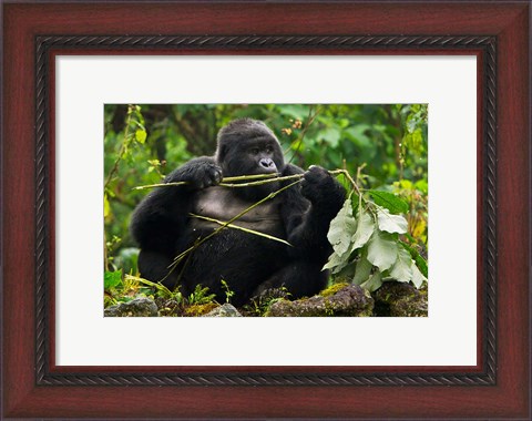 Framed Rwanda, Blackback Mountain Gorilla, Buffalo Wall Print