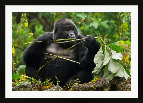 Framed Rwanda, Blackback Mountain Gorilla, Buffalo Wall Print