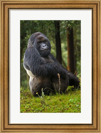 Framed Mountain Gorilla, Rwanda Print