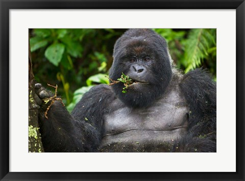 Framed Mountain Gorilla Chewing Leaves, Rwanda Print