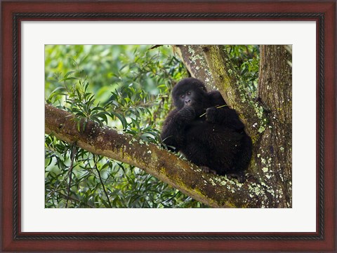 Framed Rwanda, Mountain Gorilla forages, Buffalo Wall Print