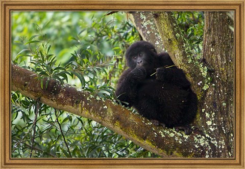 Framed Rwanda, Mountain Gorilla forages, Buffalo Wall Print