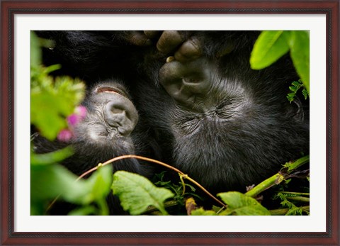 Framed Rwanda, Mountain Gorilla, Volcanoes NP Print