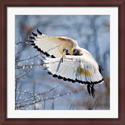 Framed Sacred Ibis bird, Northern Cape, South Africa Print