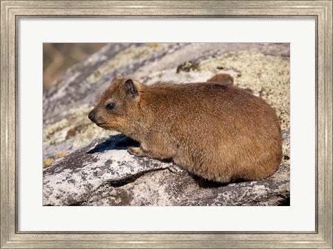 Framed South Africa, Cape Town, Rock Hyrax wildlife Print