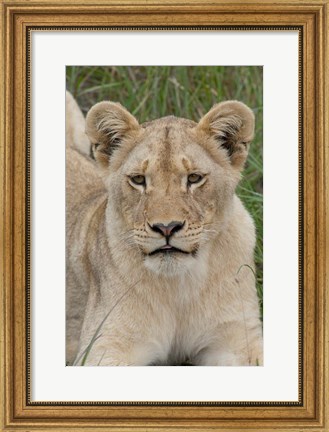 Framed South Africa, Inkwenkwezi GR, African lion cub Print