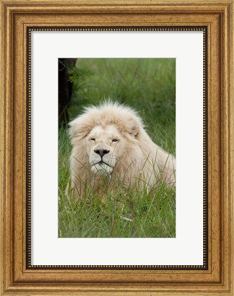 Framed South Africa, Inkwenkwezi Private GR, lion Print