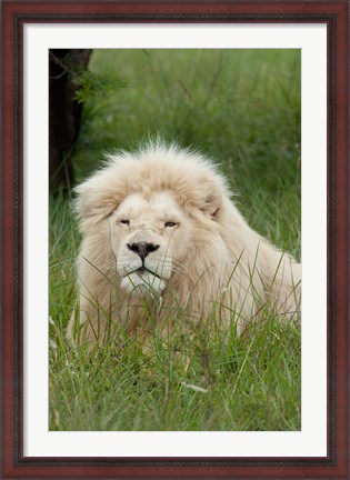Framed South Africa, Inkwenkwezi Private GR, lion Print