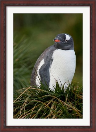 Framed South Georgia Island, Gentoo penguins, tussocks Print
