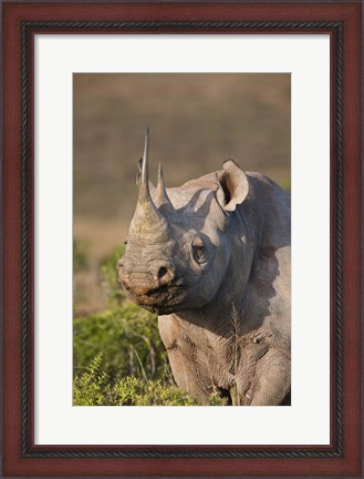 Framed South Port Elizabeth, Shamwari GR, Black rhinoceros Print