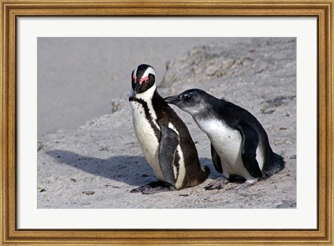 Framed Two African Penguins Print