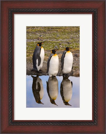 Framed King penguin reflections Print