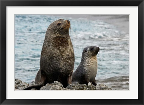 Framed South Georgia Island. Mother fur seal and pup Print