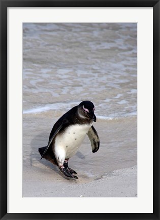 Framed Penguin, South Africa Print