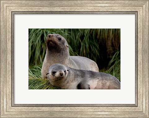 Framed South Georgia Island, Godthul, fur seal Print