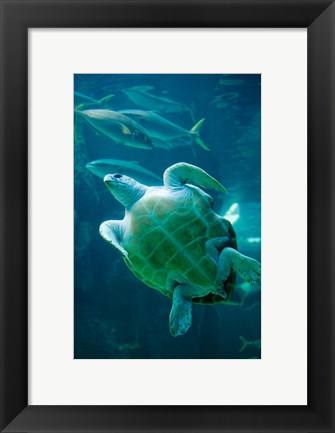 Framed South Africa, Cape Town, Leatherback Turtle, Aquarium Print