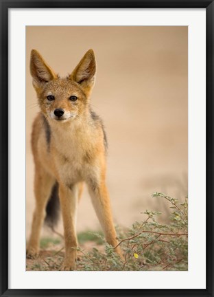 Framed South Africa, Kalahari, Black Backed Jackal wildlife Print