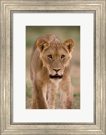 Framed South Africa, Kgalagadi, Kalahari Desert, Lion Print