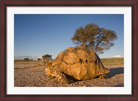 Framed South Africa, Leopard Tortoise, Kalahari Desert Print